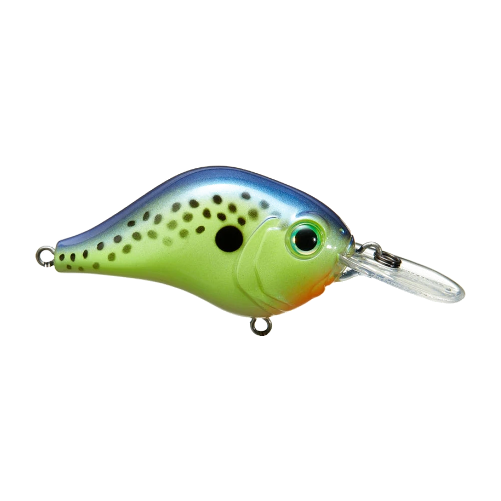 Bill Lewis MR-6 coloris dos bleu violacé dégradé, flancs vert chartreuse mouchetés de noir avec une grosse tache noire derrière la tête, gorge orange, bavette translucide, photographié sans triples montés