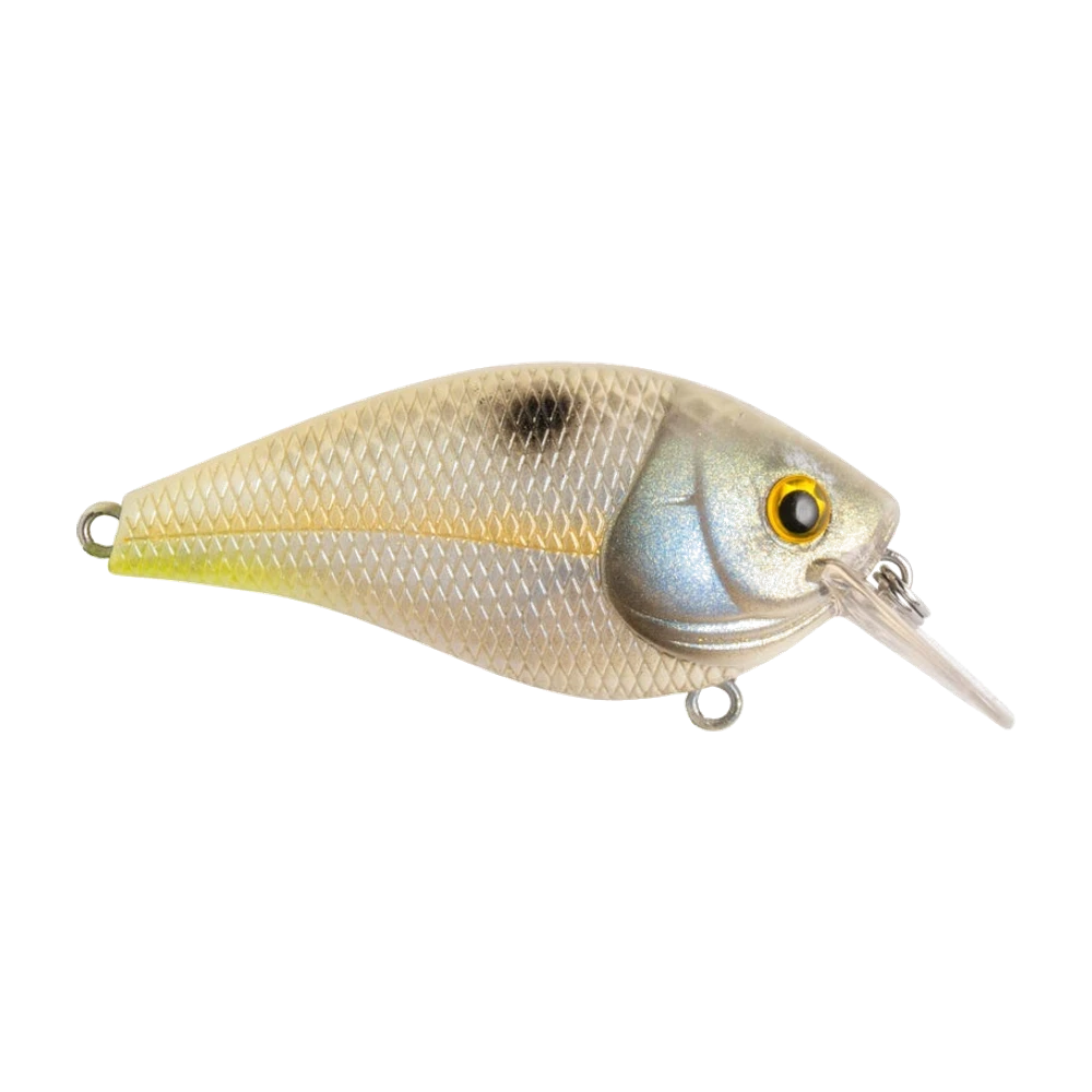 Booyah XCS1 nackt fotografiert, perlmuttfarben geschuppter Körper mit olivem Rücken, gelber Seitenlinie, chartreusefarbener Schwanzspitze, schwarzem Schulterfleck, goldenem Auge und durchscheinender eckiger Schaufel